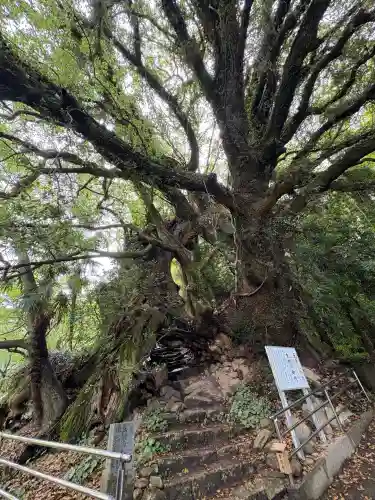 大山祇神社奥の院 生樹の御門の山門・神門