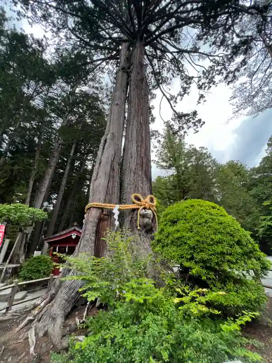 北口本宮冨士浅間神社の自然