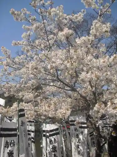 鶴岡八幡宮の自然