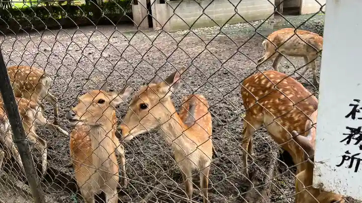 三嶋大社の動物