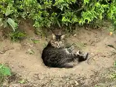 大観密寺の動物