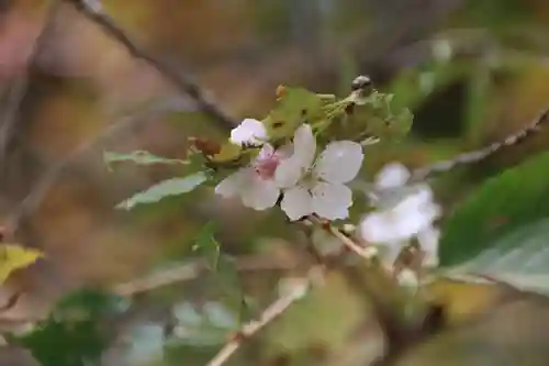 鹿島大神宮の庭園