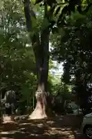 代々木八幡宮(東京都)