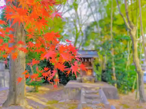 憶感神社（神守町）の自然