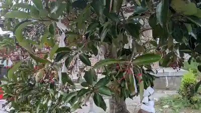 鹿嶋神社のおみくじ