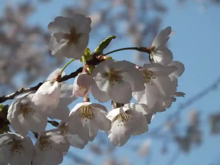 園城寺(三井寺)の自然