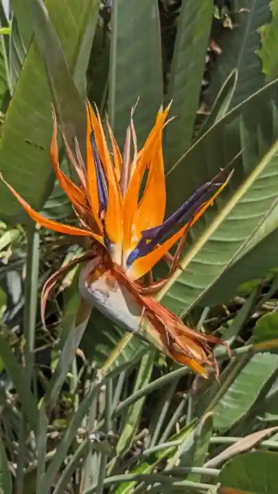 覚王山 日泰寺の自然