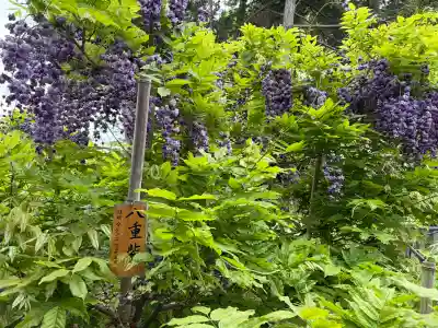 志那神社(滋賀県)