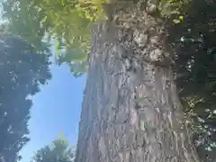 天縛皇神社(神奈川県)