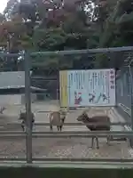 鹿島神宮の動物