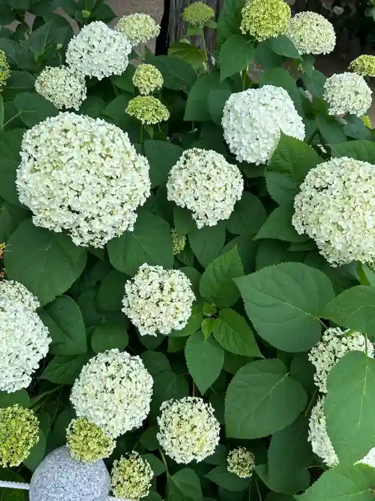 能護寺(埼玉県)