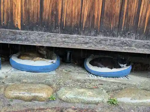 八幡社（柏井町）の動物