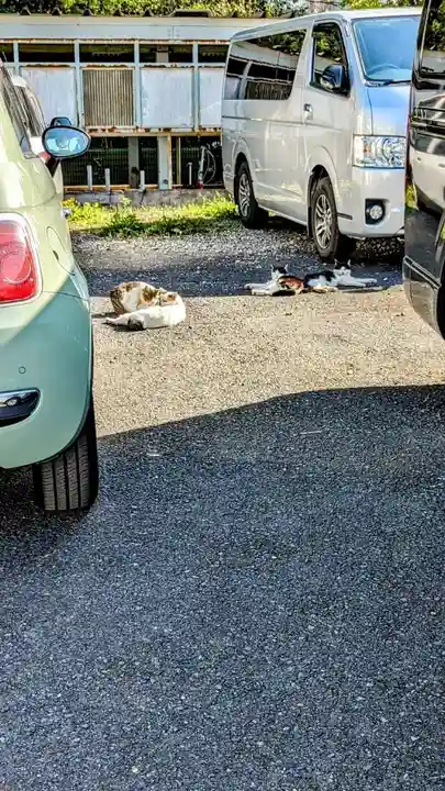 櫻木神社の動物