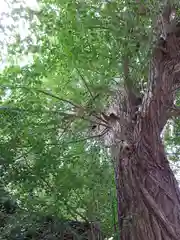 日吉神社の自然