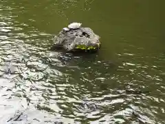 三嶋大社の動物