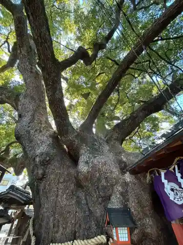 三島神社の{uncategorized: "未分類", other: "その他", undefined: "問題あり", building: "その他建物", grave: "お墓", sacred_gate: "鳥居", guardian: "狛犬", statue: "像", buddha: "仏像", history: "歴史", nature: "自然", garden: "庭園", animal: "動物", pagoda: "塔", temizu: "手水舎", mountain_gate: "山門・神門", sanctuary: "本殿・本堂", subordinate: "末社・摂社", art: "芸術", scenery: "景色", jizo: "地蔵", ema: "絵馬", goshuin: "御朱印", omikuji: "おみくじ", items: "授与品その他", amulet: "お守り", goshuincho: "御朱印帳", eats: "食事", festival: "お祭り", votive_dance: "神楽", shichigosan: "七五三参", wedding: "結婚式", experience: "体験その他", initially: "初詣", around: "周辺", anti_infection: "感染症対策"}