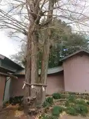 三嶋神社の自然