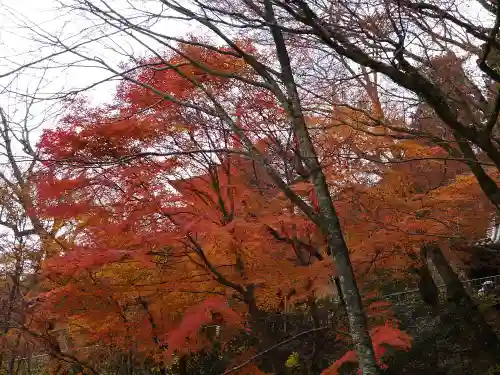 長谷寺の自然