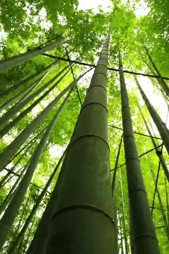 報国寺(神奈川県)