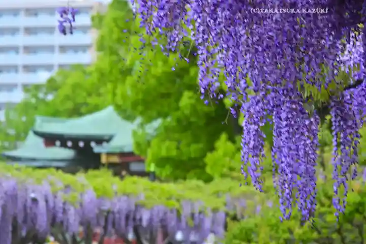 亀戸天神社(東京都)