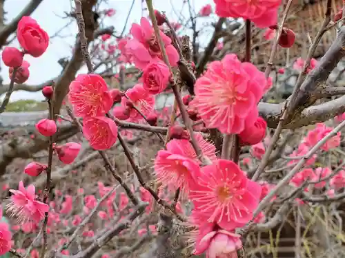 福祥寺（須磨寺）の自然