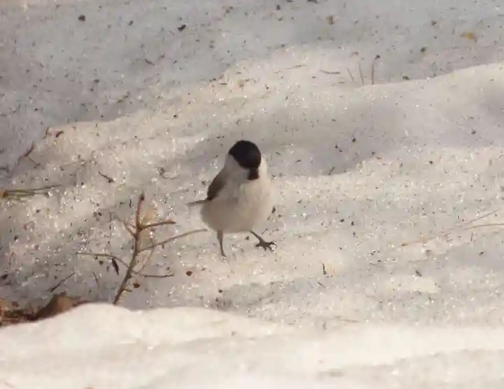 留辺蘂神社の動物