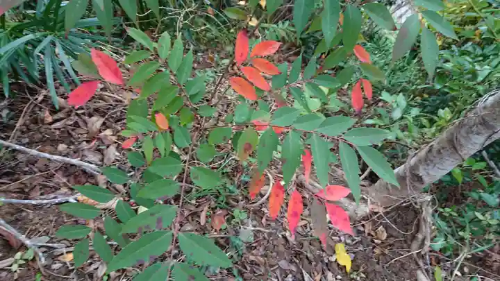 龍宮神社(田牛)の自然