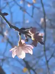 櫻木神社の自然