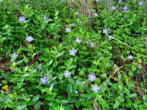 天が岡若宮神社の自然