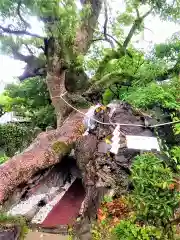 牛嶋天満宮の自然