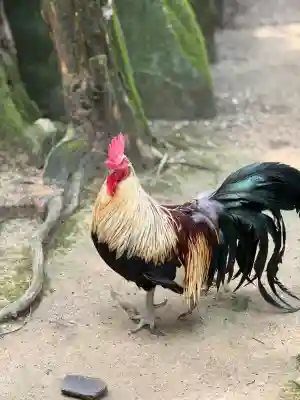 石上神宮(奈良県)