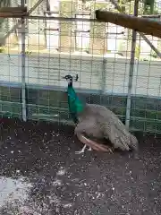 福井県護国神社の動物