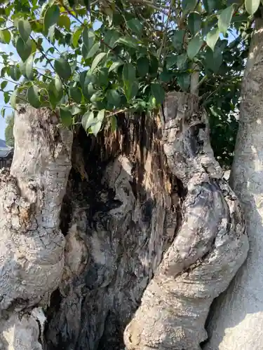 熊野神社の自然