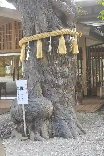 座間神社の自然