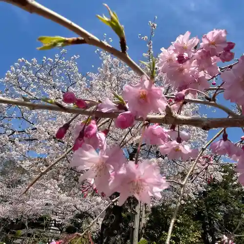 法華経寺の自然
