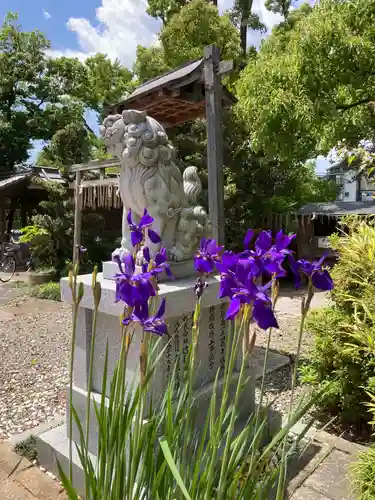 羽束師坐高御産日神社の狛犬