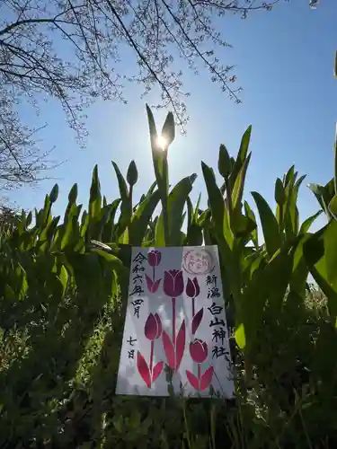 白山神社の御朱印