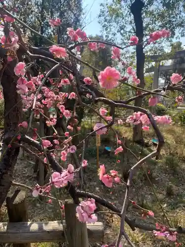難波大社　生國魂神社の自然