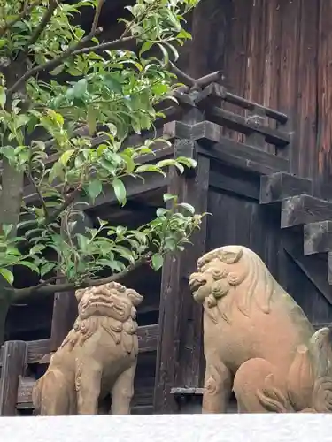 泊神社の狛犬