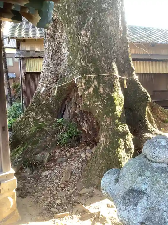 関川社(赤坂町)の自然