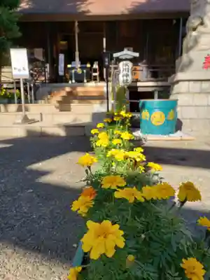 高円寺氷川神社の本殿・本堂