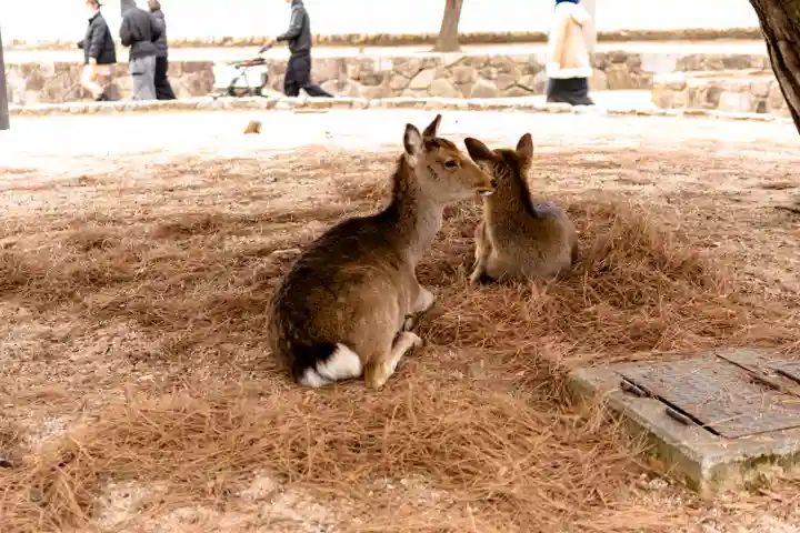 厳島神社(広島県)