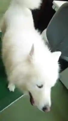 琴似神社(北海道)