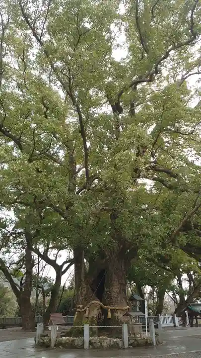 大麻比古神社(徳島県)