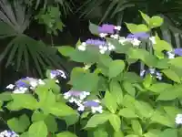 安國論寺(安国論寺)の自然