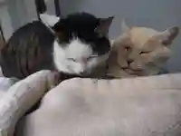 御誕生寺(猫寺)(福井県)