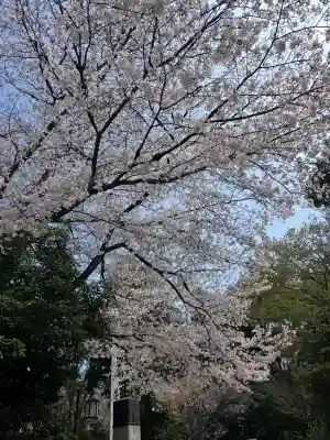 櫻木神社の{uncategorized: "未分類", other: "その他", undefined: "問題あり", building: "その他建物", grave: "お墓", sacred_gate: "鳥居", guardian: "狛犬", statue: "像", buddha: "仏像", history: "歴史", nature: "自然", garden: "庭園", animal: "動物", pagoda: "塔", temizu: "手水舎", mountain_gate: "山門・神門", sanctuary: "本殿・本堂", subordinate: "末社・摂社", art: "芸術", scenery: "景色", jizo: "地蔵", ema: "絵馬", goshuin: "御朱印", omikuji: "おみくじ", items: "授与品その他", amulet: "お守り", goshuincho: "御朱印帳", eats: "食事", festival: "お祭り", votive_dance: "神楽", shichigosan: "七五三参", wedding: "結婚式", experience: "体験その他", initially: "初詣", around: "周辺", anti_infection: "感染症対策"}
