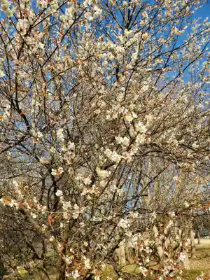 赤羽神社の自然
