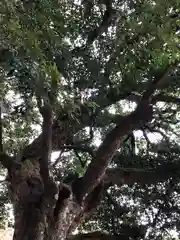 小國神社の自然