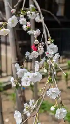 新琴似神社(北海道)